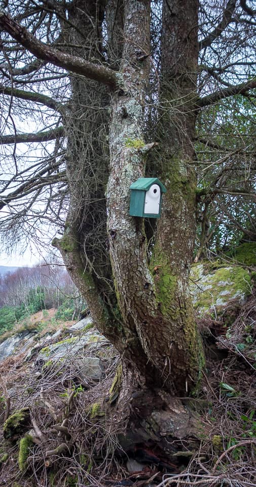 Nestbox #2