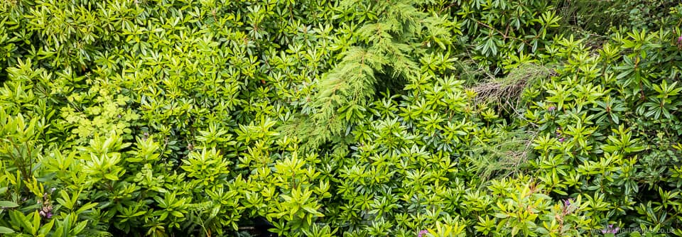 Rhododendron jungle