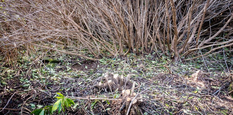 Multi-stemmed rhododendron from suckering