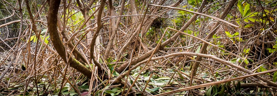 Dense rhododendron growth with no understorey