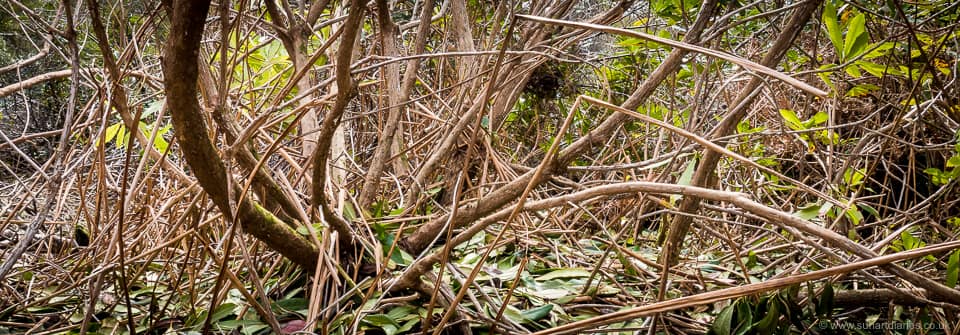 Dense rhododendron growth with no understorey