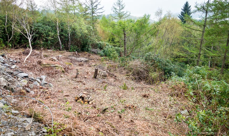 Cleared and ready for native tree planting