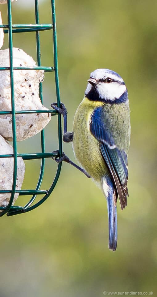 Blue tit