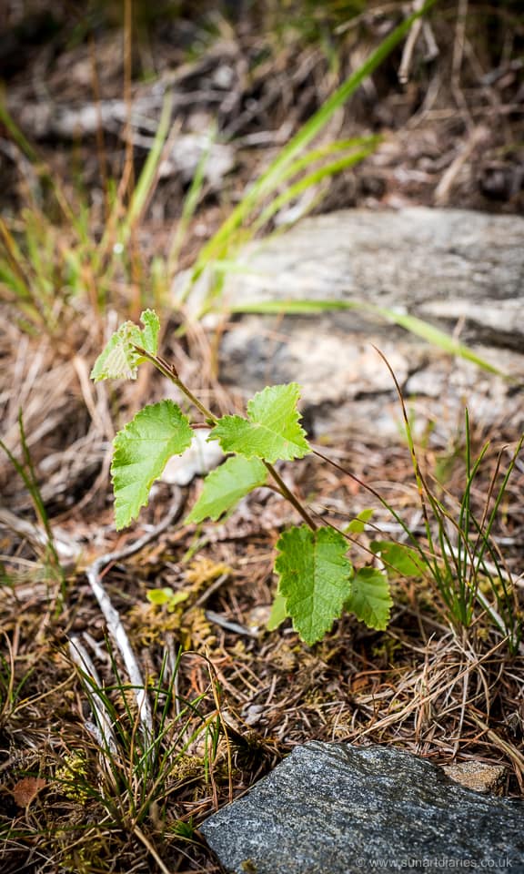 Birch seedling