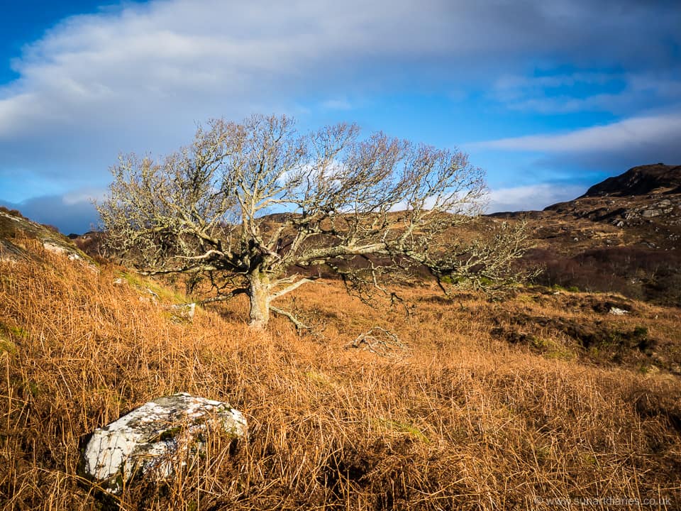 Oak, late November