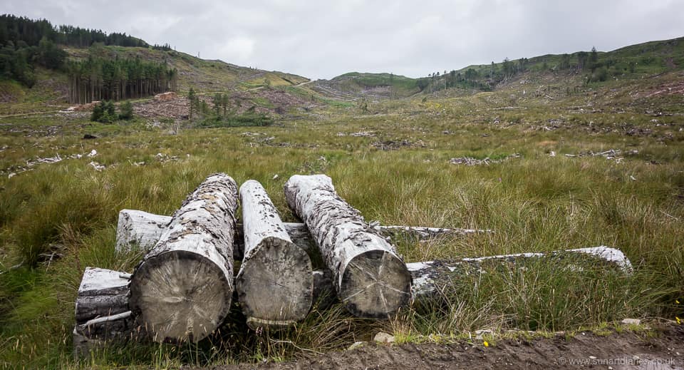 Trees were here ... but won't be again for a long time