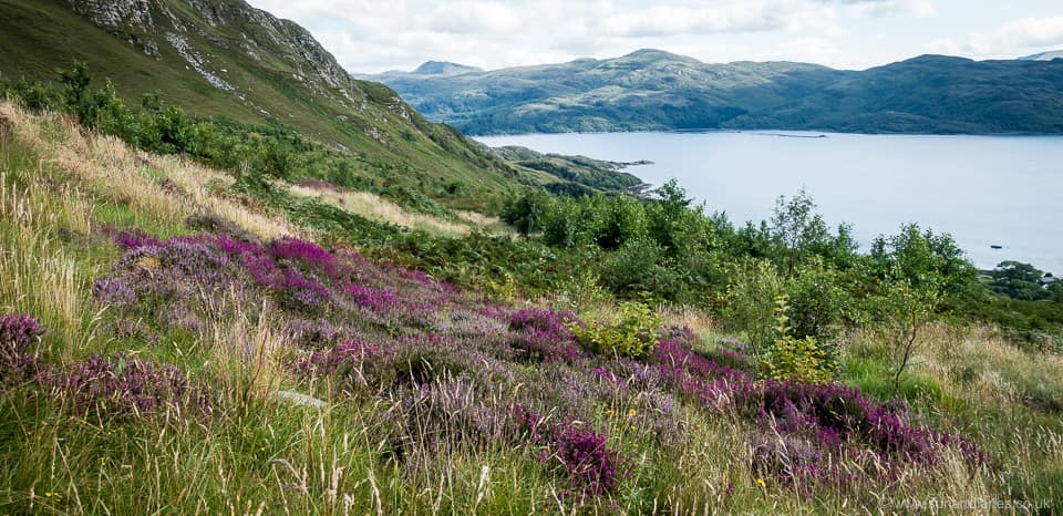 Laga Farm native woodland, looking south across Loch Sunart to Morvern