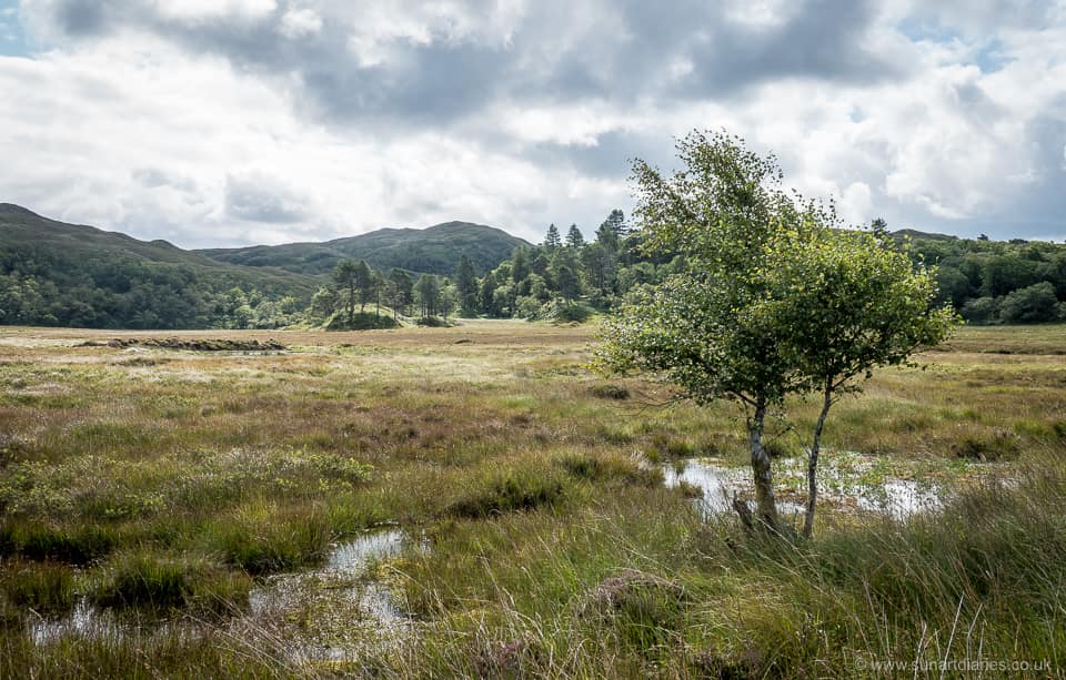 Birch and bog, Kentra Moss