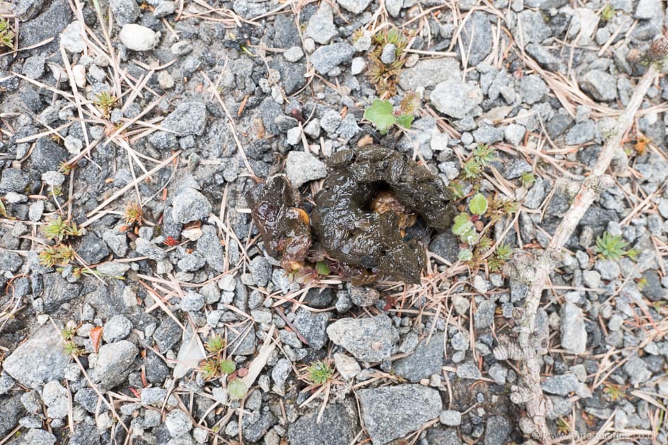 Pine marten scat