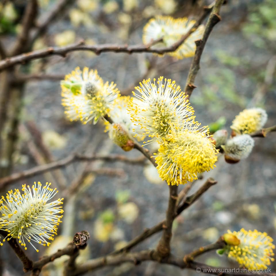 Goat willow, male catkins