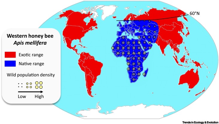 Global distribution of the honey bee (Apis mellifera)