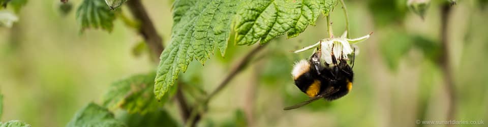Bombus terrestris - the buff tailed bumble bee