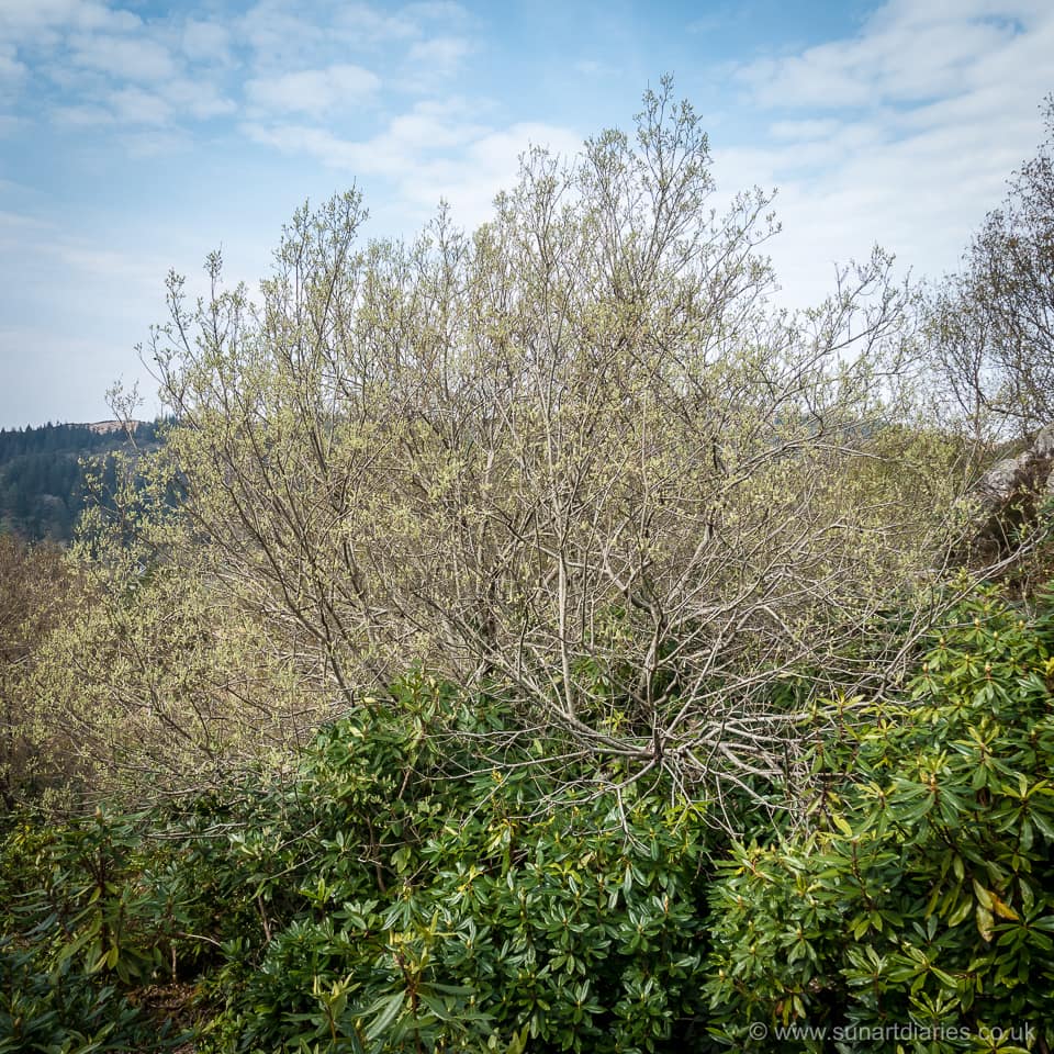 Willow and rhododendron