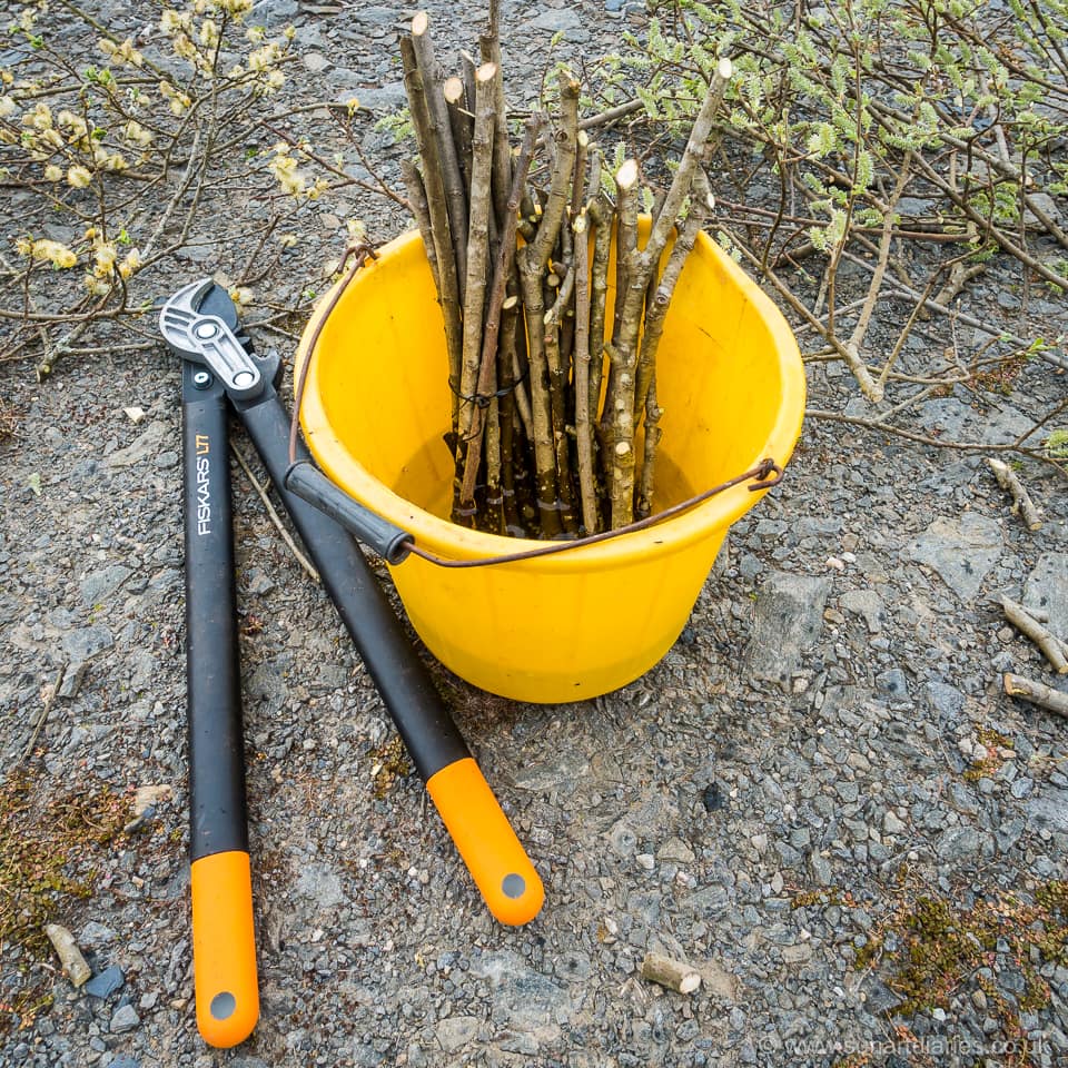 Willow cuttings