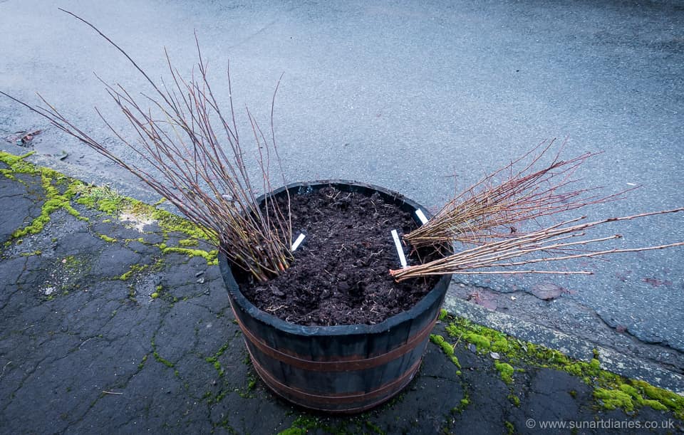 Bareroot willow, blackthorn and gean (wild cherry) whips.