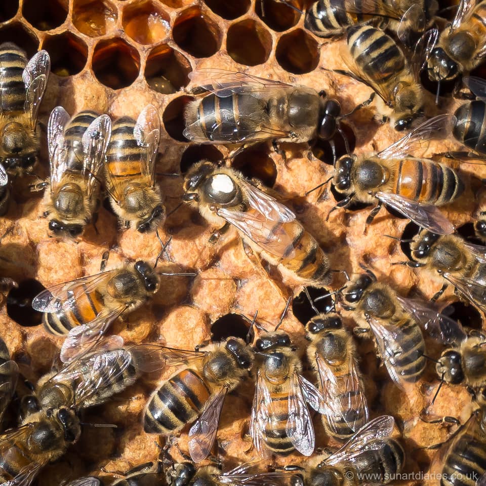 Queen, workers and a drone honey bees
