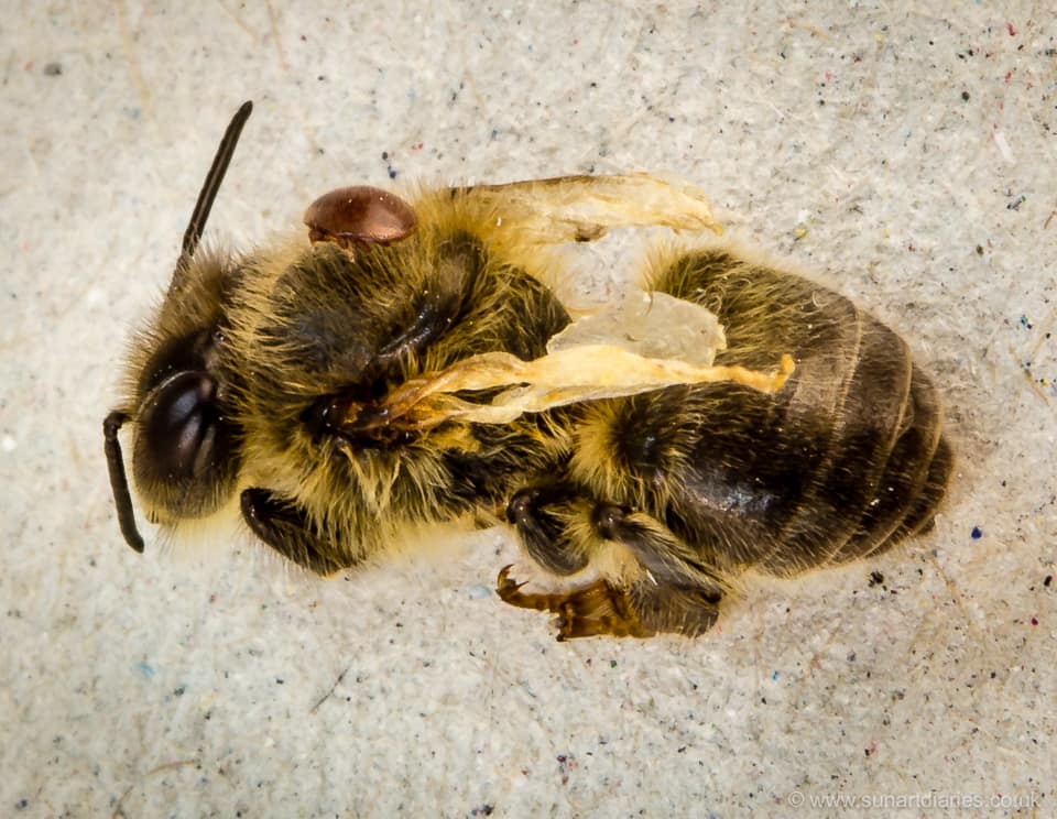 Varroa parasitised honey bee