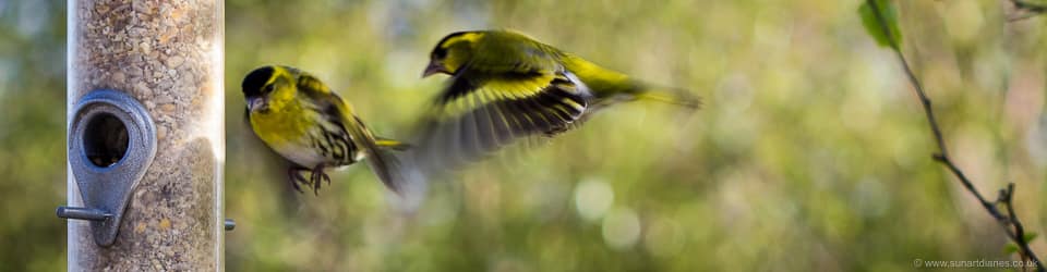 Siskins