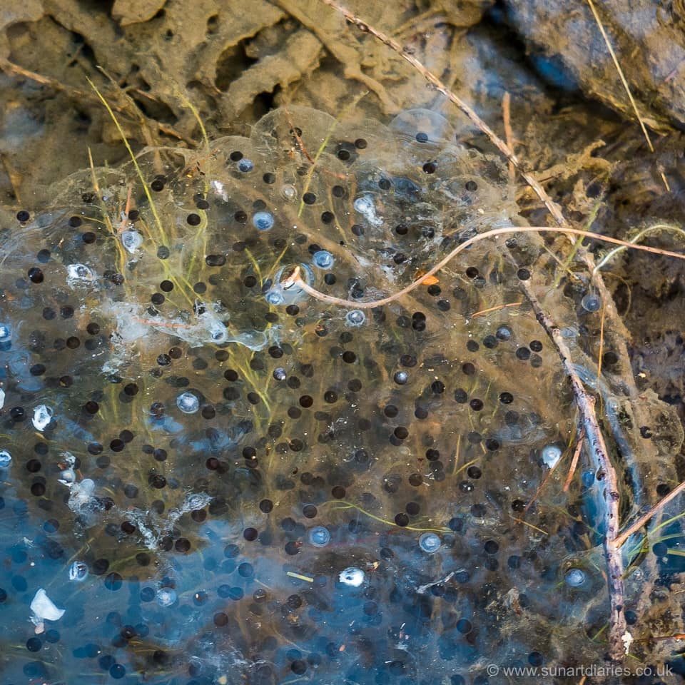 Frogspawn - early March 2020