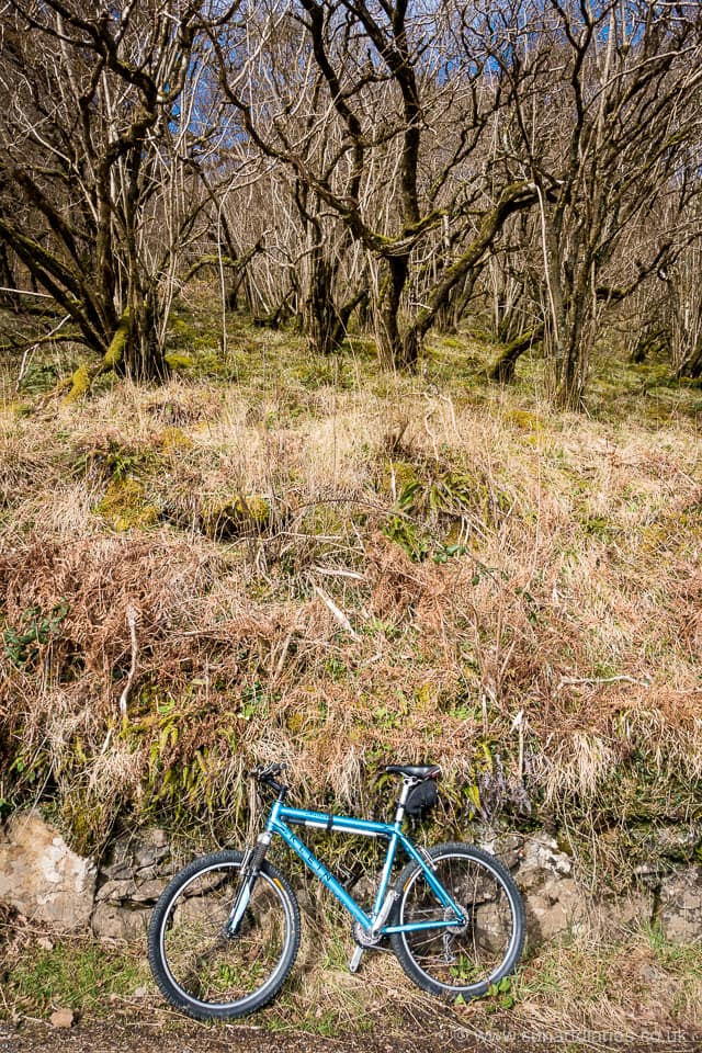 Coppiced hazel near Camas Bàn