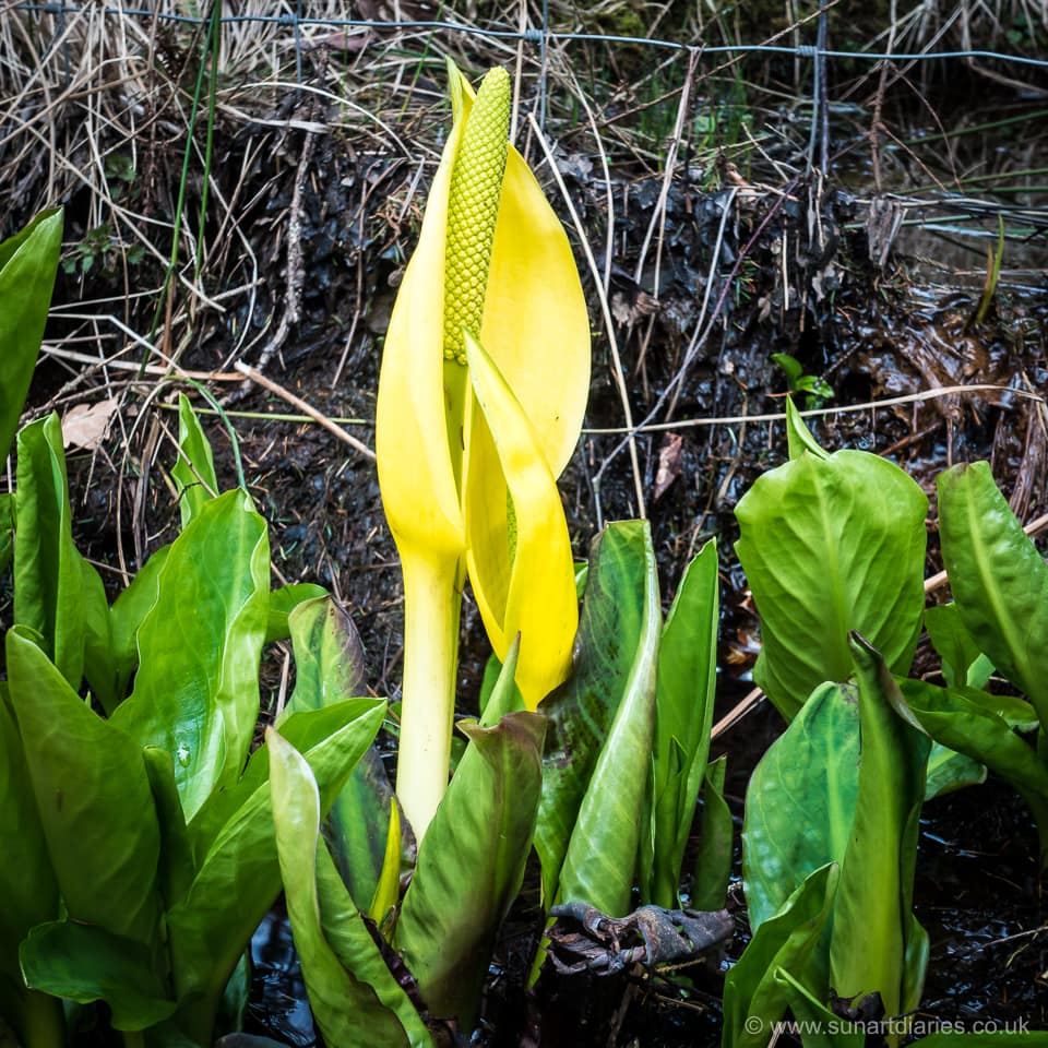 Western skunk cabbage, Glenborrodale, March 2020