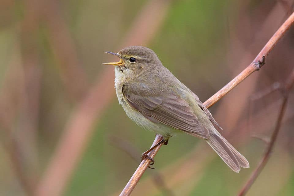 Chiffchaff