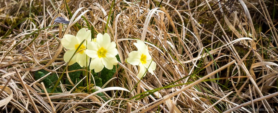 Primroses