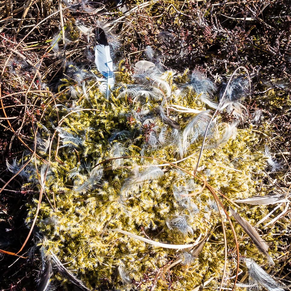 Wheatear remains