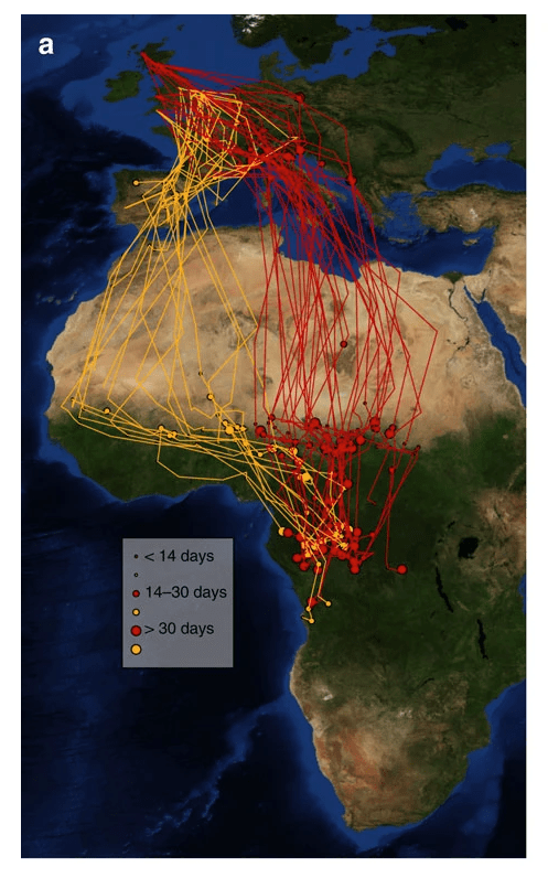 Cuckoo migration routes