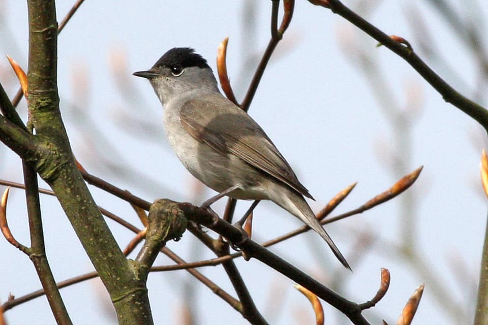 Blackcap