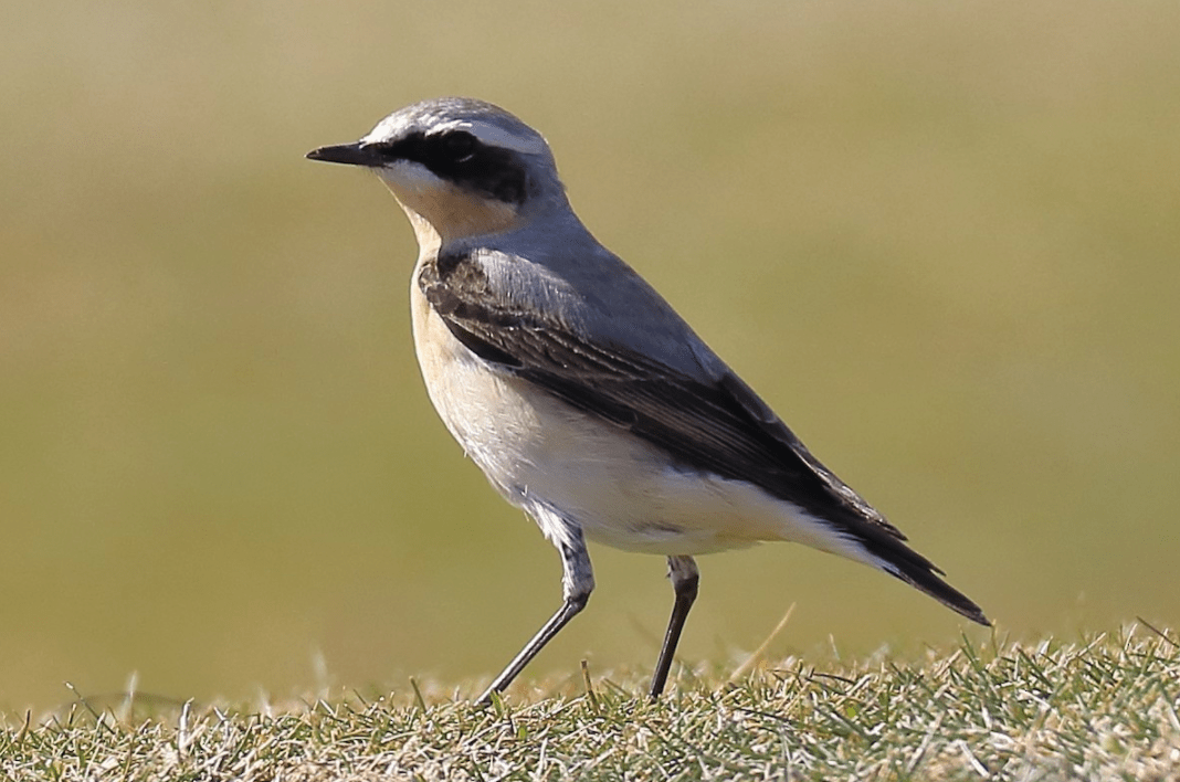 Wheatear