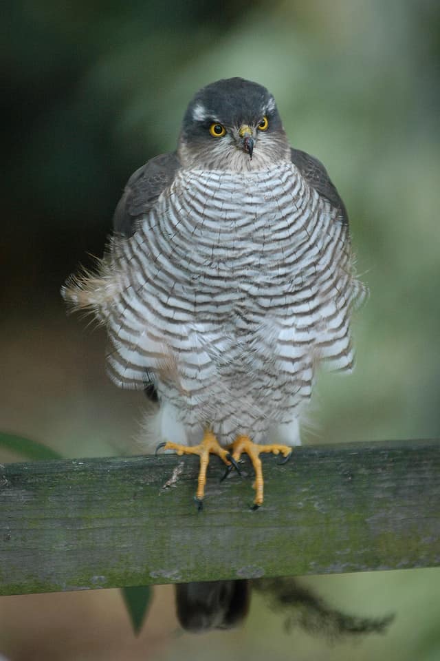 Sparrowhawk, female