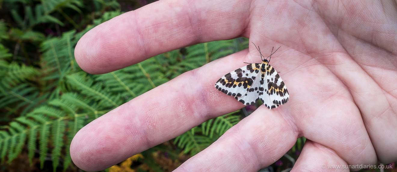 Magpie moth (Abraxas grossulariata)