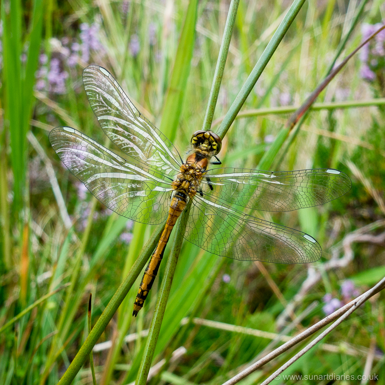 Black darter (female), Sympetrum danae