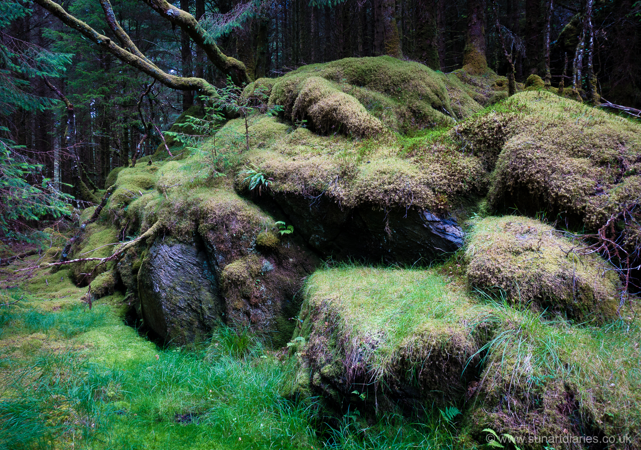 Moss heaven